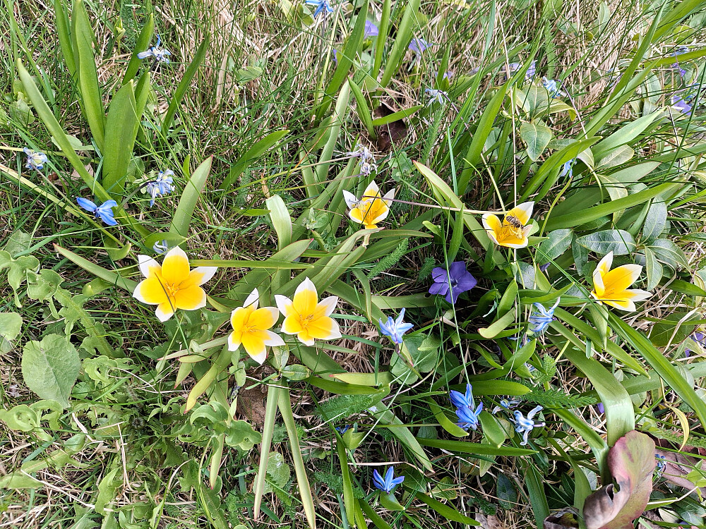 Tulipaner og scilla