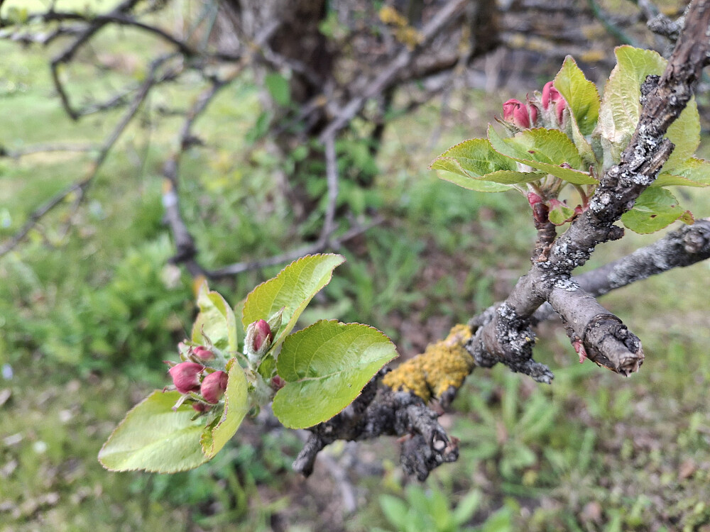 Nærmer seg fruktblomstring
