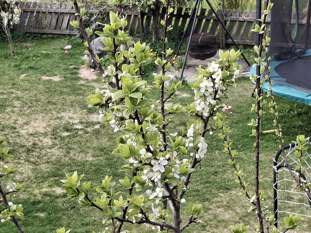 Plommetreet blomstrer