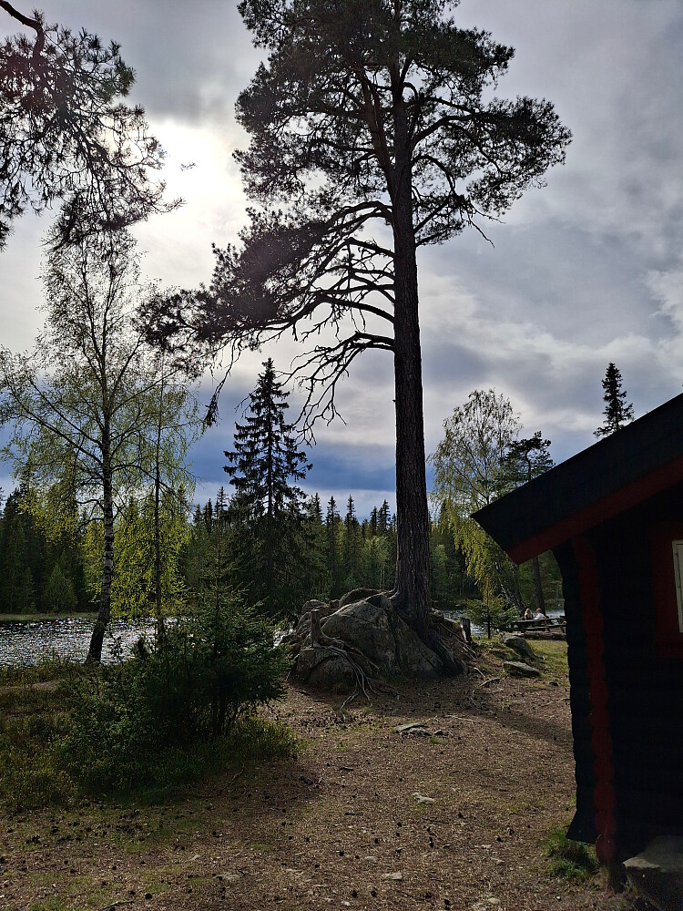 Ved Krokbua