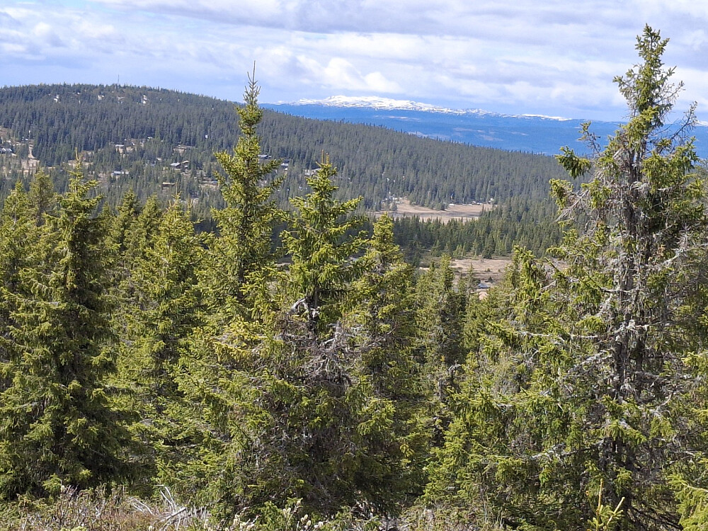 Mot Grøtåshaugen og Synnfjellet