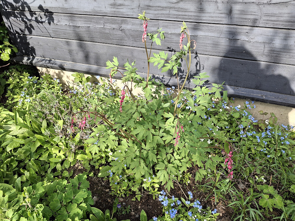Lavendel, løytnantshjerte og forglemmegei