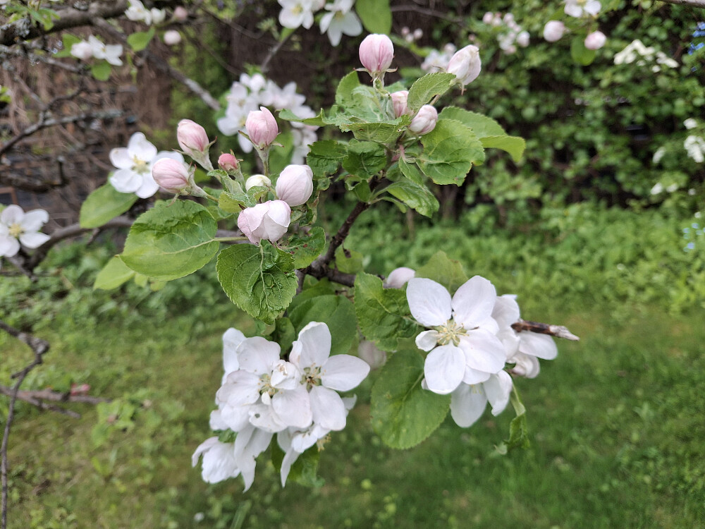 Epletreet har kommet i blomst