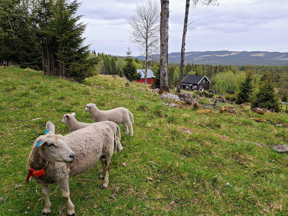 Sauer ovenfor Dagsli