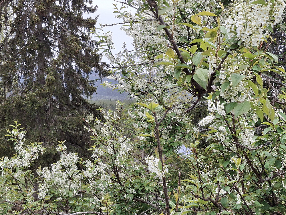 Heggen blomstrer