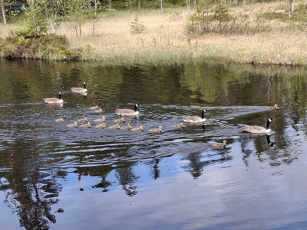 Ved Kanalen