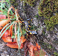 Fire salamander, loving the rain in Val Resia