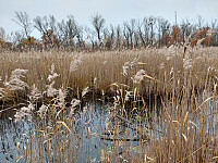 Autumn impression in the National Park at Lobau