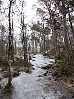 Lots of ice in the forest right above Skogadotten at Gjeddevatnet