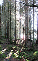 Back-lit forest in the south of Fossevatna naturreservat