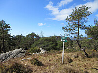 On Høgeåsen