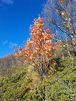 tronfjell_20251009_68e79943ef7ee.jpg