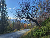 tronfjell_20251009_68e7994750877.jpg