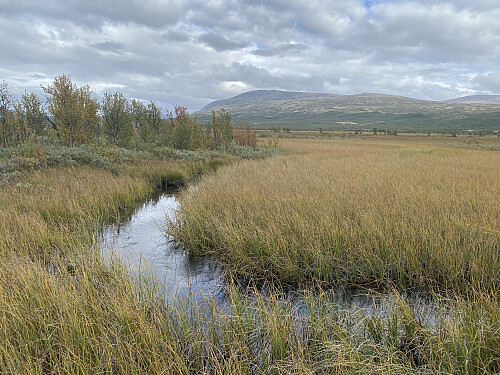 Høstlig runde på Fokstumyra ankomstkvelden på Dovrefjell