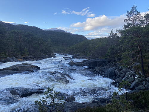 Longavassåna dundrar flaumstor ned mot Forenesvatnet