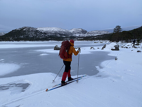 I fint driv langs kanten på Forenesvatnet