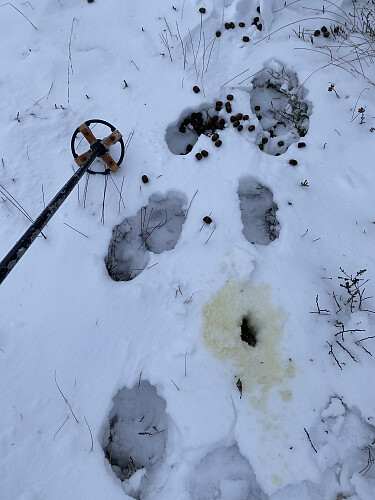 Skogens konge, mon tru?