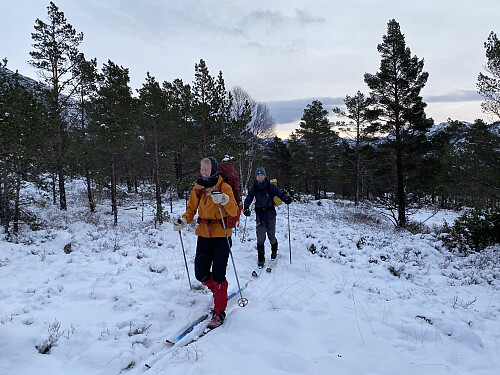 Brukbart skiføre oppover Tysdalsheia