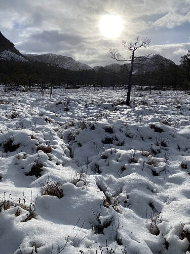 Her har ein hjort fore framom