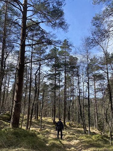 Lett retur nedover skogkledde Sørhusdalen