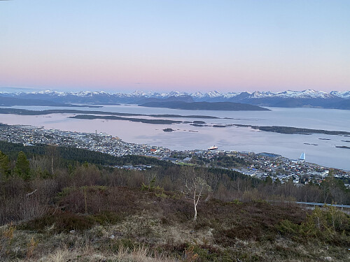 Herlig vårkveld i Molde, allerede blomstrende kvitveis og utsprunget bjørk!