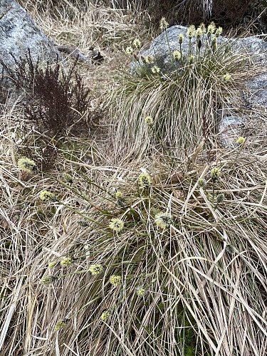 Flotte tuer av torvull!