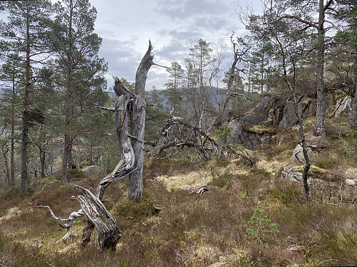 Tørrforer av beste merke