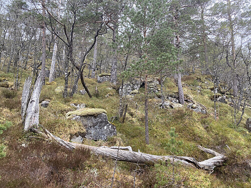 Urørd foreskog i lia oppover mot Hamrane