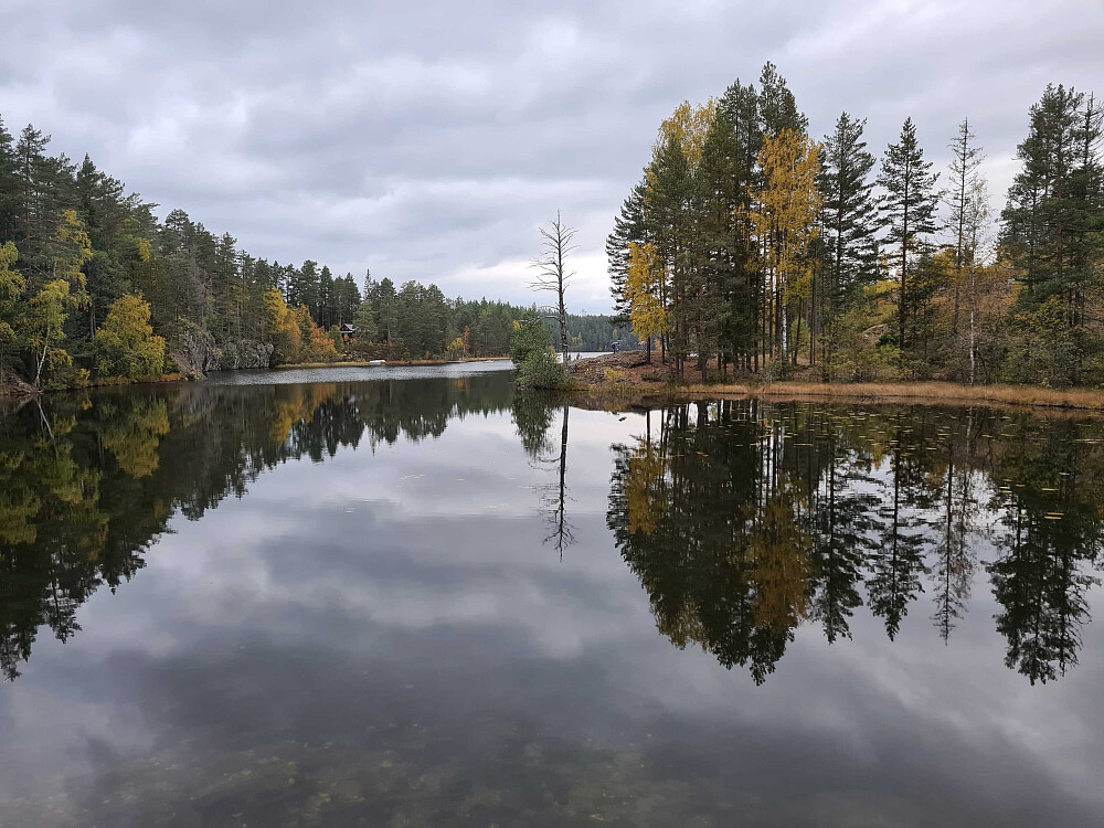 Lauvtjern