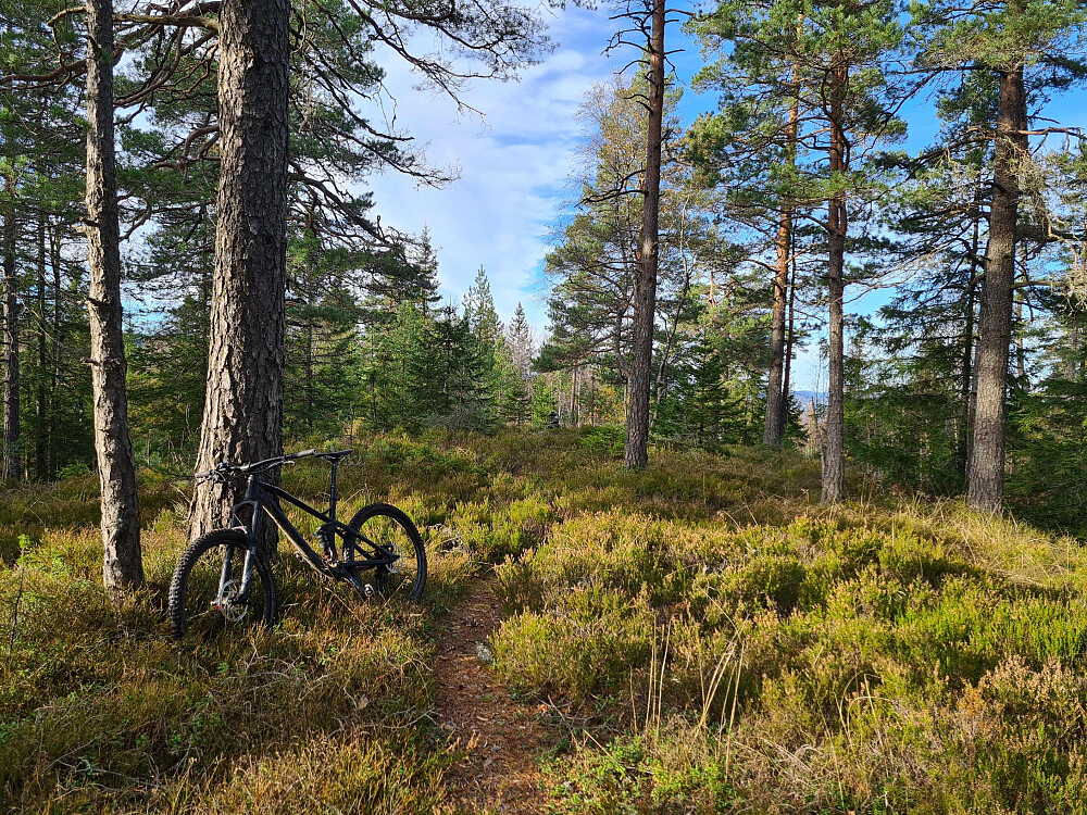 Fint stiparti på toppen av Tyriåsen