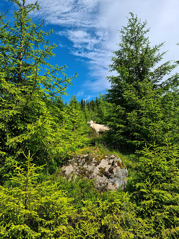 En representant for flokken med kyr