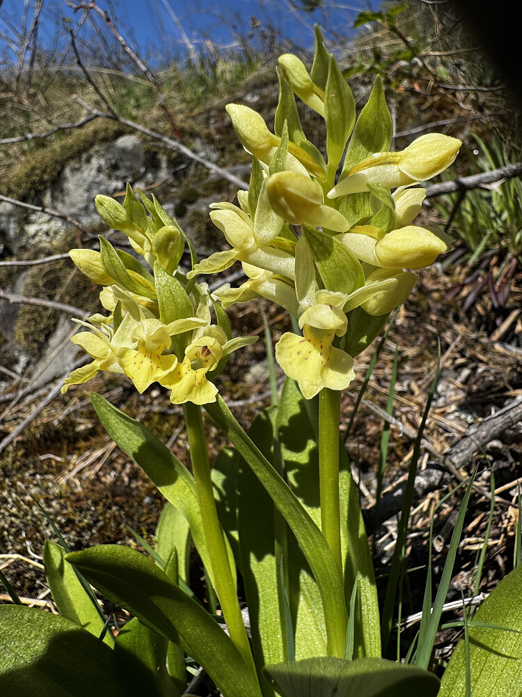 Søstermarihand; Telemark sin kårede fylkesblomst