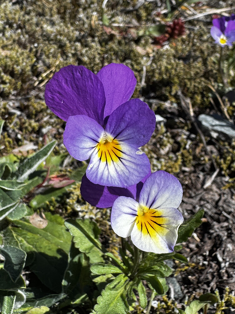 En annen iøynefallende fiol; natt og dag(stemorsblomst)