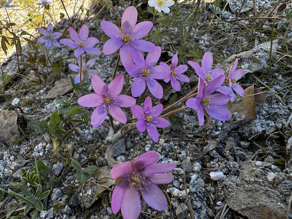 Blåveis; rosa variant