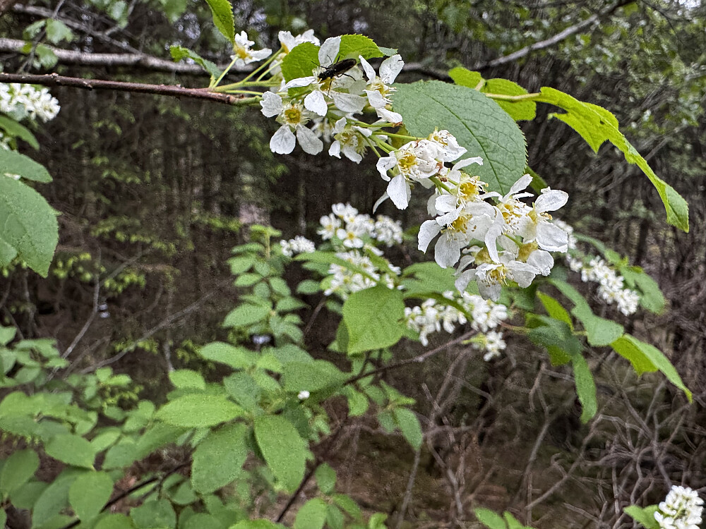 Heggen blomstrer