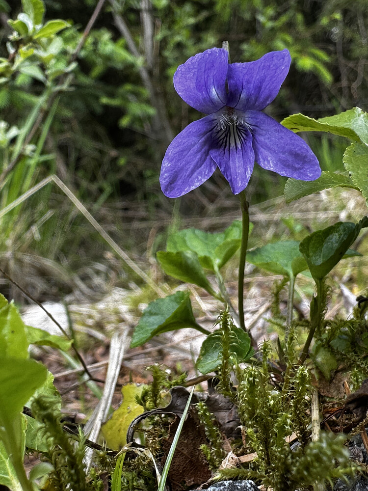 Skogfiol