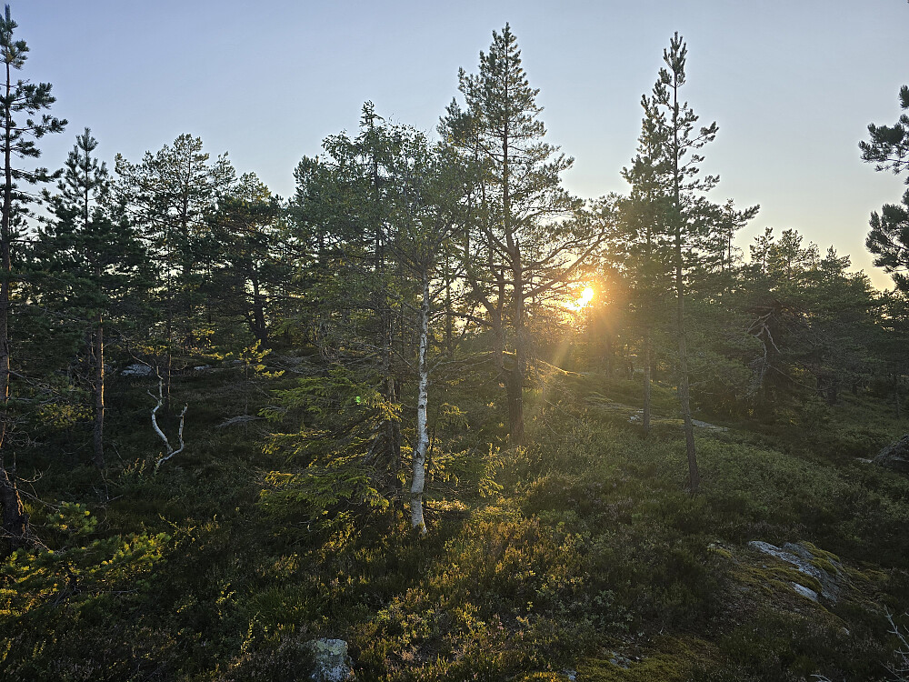 Flott kveldssol