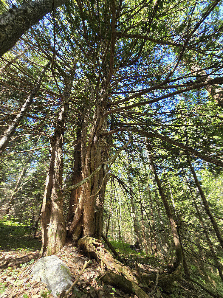 Ei feit barlind på veien innover