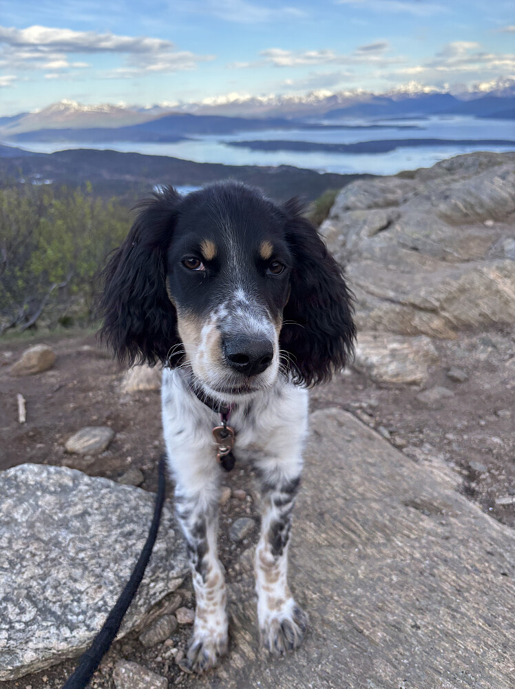 Røa