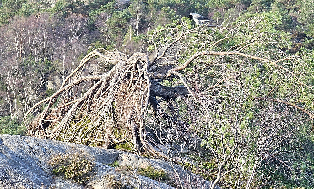 fortsatt liv i denne furuen etter at den blåste overende for mange år siden
