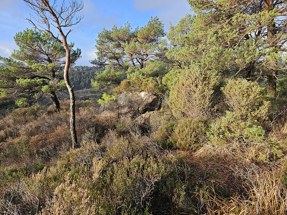 toppen på Øst for Elvareidet 60