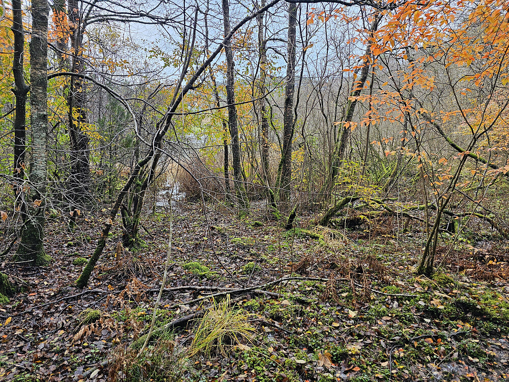eksakt plassering av turmålet ligger bak trærne i mudderet