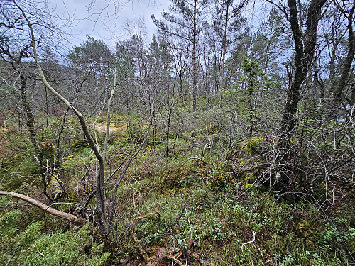 på Neset før jeg traff på stien