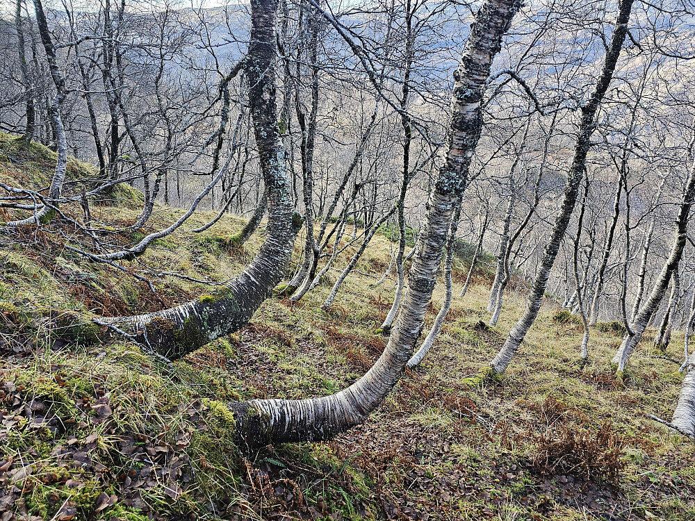 på vei nedover til Gåsaflukta
