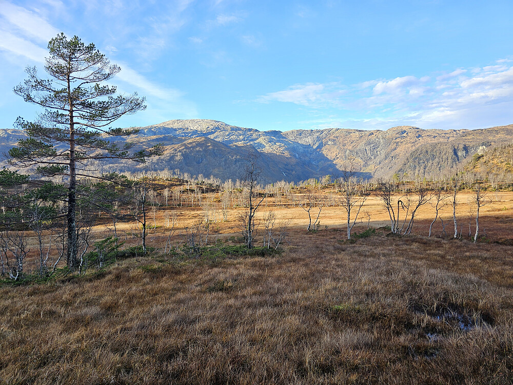 Stormyrane med Tveitakvitingen i bakgrunnen 