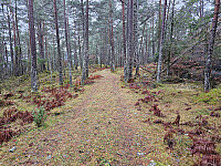 fint innover gjennom grov furuskog