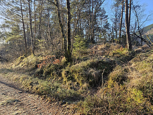 start sti fra skogsvei