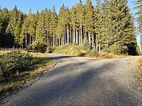 oppover skogsvei
