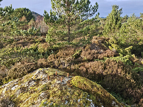 toppen på Trollhaugen 69