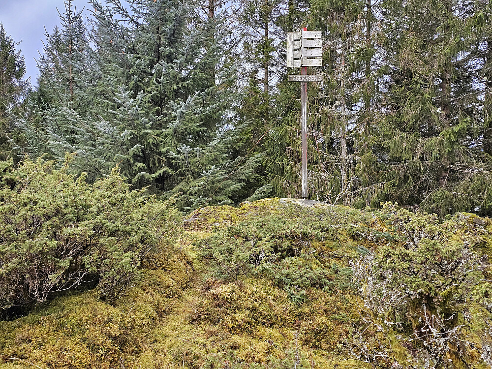 toppen på Fageråsen, ingen utsikt, kun skog